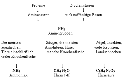 Der Harnstoffzyklus in Biologie, Schülerlexikon