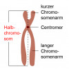 Aufbau eines Chromosoms 