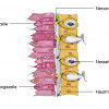 Feinbau der Körperschichten (links Innenseite, rechts Außenseite) 
