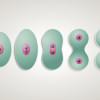 Hefezellen vermehren sich asexuell durch Zellteilung (Sprossung).