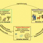 Beziehungen zwischen Produzenten, Konsumenten und Destruenten im Stoffkreislauf der Natur 