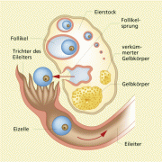 Reifung der Eizelle und Auffangen des Eies durch den Eileiter 