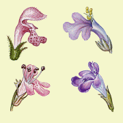 Blütenformen 