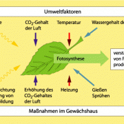 Beeinflussung der Fotosynthese durch Umweltfaktoren bzw. im Gewächshaus 