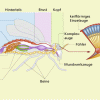 Äußerer und innerer Bau eines Insekts sowie Bau eines Komplexauges 