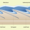 Aufbau der Fischhaut (schematisch) 