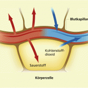 Austausch von Stoffen zwischen Blutkapillare und Körperzelle 