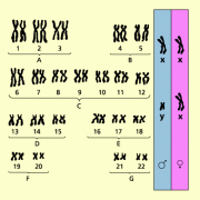 Chromosomenkarte des Menschen 
