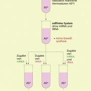 Eiweißsynthese in vitro (Schema) 