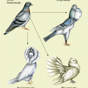 Zuchtformen der Taube 