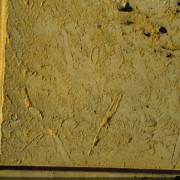 Sächsischer Flachwassersandstein aus der Kreidezeit (ca. 90 Millionen Jahre alt) mit den Wühlgängen einer Maulwurfskrabbe. Diese lebte im lockeren Sand des Meeresbodens und war in ihren Gängen sicher vor ihren Feinden.Fundort: Kronprinzenpalais-Auffahrt Berlin(Foto: J.H. SCHROEDER, TU Berlin) 