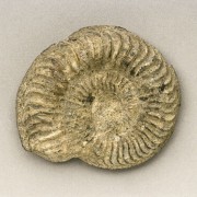 Grammoceras, Ammonit aus dem unteren Jura (Lias, Toarcien), Durchmesser: 6,5 cm © Institut für angewandte Geowissenschaften der Technischen Universität Berlin (Fotograf: Wolf Schuchardt) 