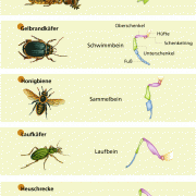 Insektenbeine 