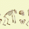 Skelett von Gorilla und Mensch 