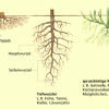 Unterschiedliche Wurzelsysteme verankern die Pflanzen im Boden. 