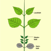 Schema eines Sprosses mit den Ansatzstellen verschiedener Blatttypen 