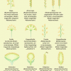 Formen einiger Blütenstände 