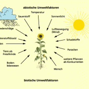 Umweltfaktoren einer Pflanze 