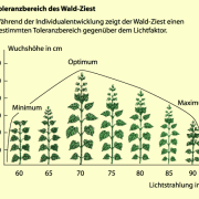 Auswirkung unterschiedlicher Lichtintensität auf Wachstum und Entwicklung von Wald-Ziest 