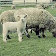 Schafe gehören zu den Konsumenten. 