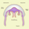 Bau der Ohrenqualle (schematisch) 