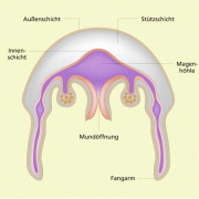 Bau der Ohrenqualle (schematisch) 
