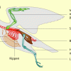 Skelett eines Vogels 