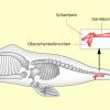 Rudimentäre Organe beim Wal 
