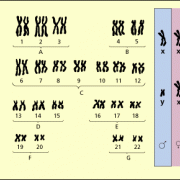 Chromosomenkarte des Menschen 