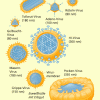 Formen von Viren 