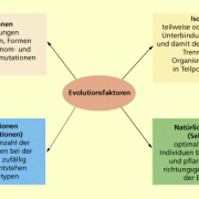 Evolutionsfaktoren 