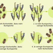 Biologisches Gleichgewicht zwischen Borkenkäfer (Beutetier) und Specht (Räuber) 