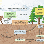 Der Kreislauf des Stickstoffs in der Natur besteht aus mehreren komplizierten Teilkreisläufen. 