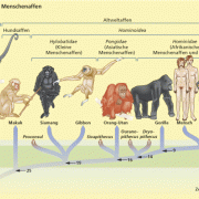 Evolution der Menschenaffen 