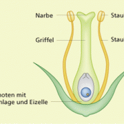 Weibliche und männliche Teile einer Blüte 