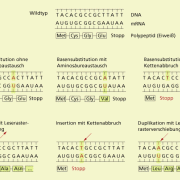 Mutationsformen und Auswirkungen auf DNA-Ebene 