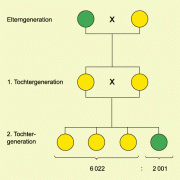 Kreuzungsergebniss des Erbsen-Experiments 