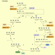 Citratzyklus 
