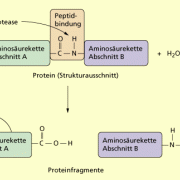 Schema einer enymkatalysierten Proteinspaltung 