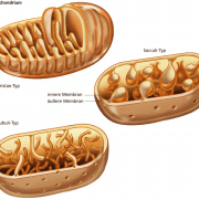 Typen der inneren Mitochondrienmembran 