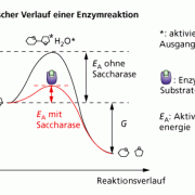 Energetischer Verlauf einer Enzymreaktion:Mittels der Saccharase (Enzym) wird Saccharose und Wasser in sekundenschnelle zu Glucose und Fructose hydrolysiert. 