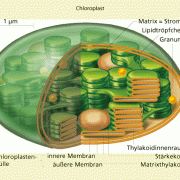 Bau eines Chloroplasten 