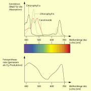 Spektrum der Fotosynthese 