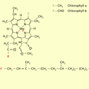 Chlorophyll a und Chlorophyll b 