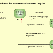 Rückkopplungsmechanismen der Hormonproduktion und -abgabe 