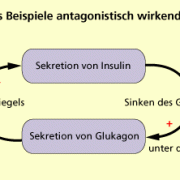 Insulin und Glukagon als Beispiele antagonistisch wirkender Hormone 