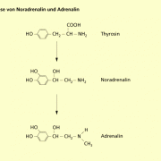 Synthese von Noradrenalin und Adrenalin 