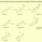 Chemische Struktur und Synthese der Sexualhormone Progesteron, Testosteron und Östradiol 