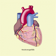 Modell eines menschlichen Herzen mit Herzkranzgefäßen 
