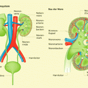 Bau der Niere 
